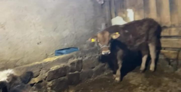 Bahçesinden Çalınan Danasını Arıyor Bahçesinden Çalınan Danasını Arıyor